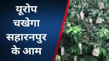 सहारनपुर: जिले के आम का स्वाद चखेगा यूरोप कल रवाना होगी 12 टन की खेप