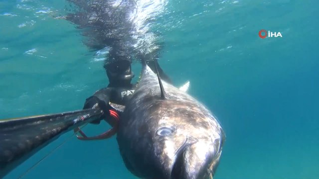 Zıpkınla 100 kiloluk orkinos avladı