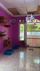 Merawat kucing jalanan