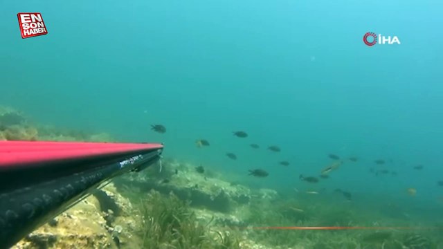 Çanakkale Boğazı açıklarında zıpkınla 100 kiloluk orkinos avladı