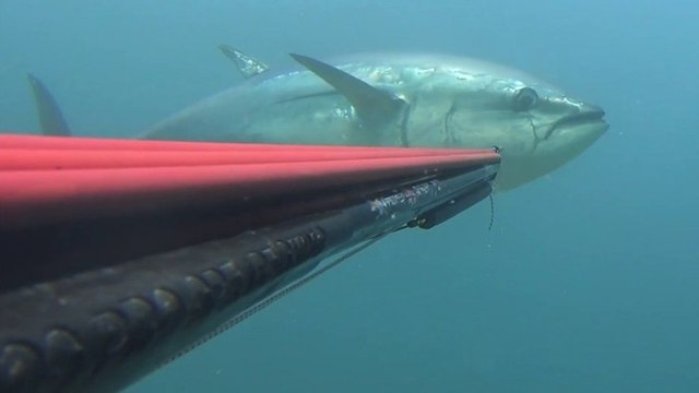 Çanakkale Boğazı'nda zıpkınla 110 kiloluk orkinos avladı