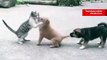 Vídeo hilário: em duelo de cão e gato, cachorrinho descobre que nem sempre quando um não quer, dois não brigam