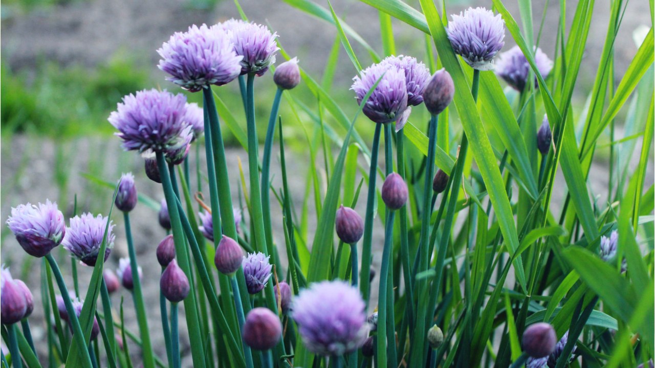 Gartenarbeit im Juni: Schnittlauch zurückschneiden