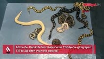 İnce kadın çoraplarına konulmuş! TIR’dan 28 piton yılanı çıktı