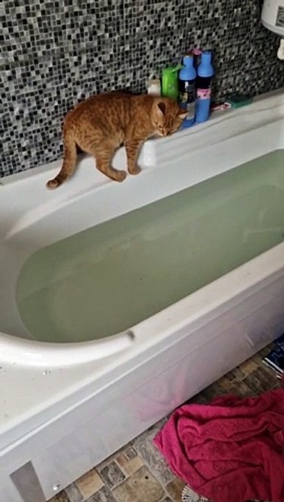 Red Cat Learns About Water