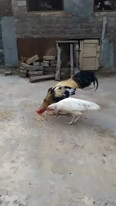 Aseel Java Murga and murgi subscribe my channel