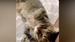 Funny Cats Videos  Baby Cats - Humor Hub - Cute and Funny Cats Videos Compilation
