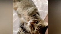 Funny Cats Videos  Baby Cats - Humor Hub - Cute and Funny Cats Videos Compilation