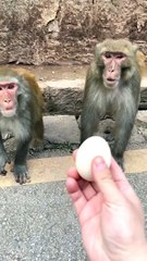 #fyp  Let his wife eat first#monkey#animalworld#pet#fyp