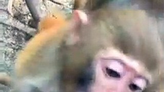 #fyp  Little killer wants to eat#monkey#cute#pet#animal#fyp