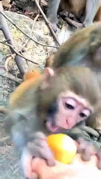 #fyp  Little killer wants to eat#monkey#cute#pet#animal#fyp