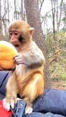 #fyp  Little Pearl Professional Bitter Cake#monkey#cute#pet#animal#fyp