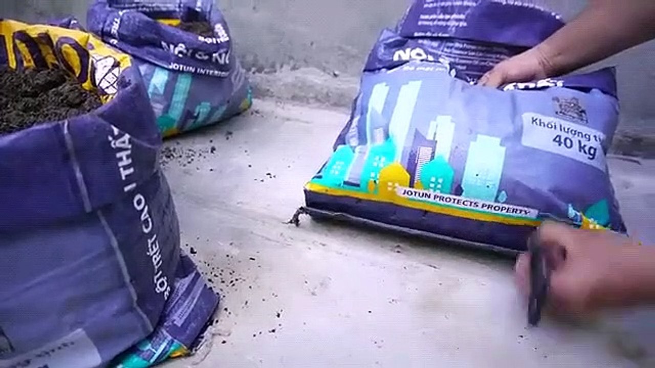 Very easy with the way to recycle old bag to grow ginger at home