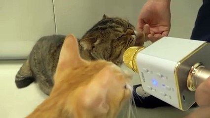 고양이가 하고 싶은 말이 있대요!