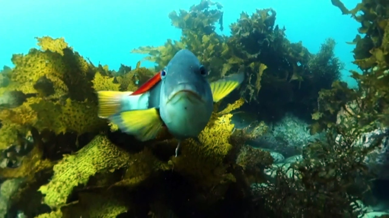 The world’s fish are shrinking as the climate warms