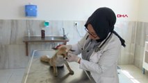 Nesli tehlikedeki hayvanlar, Diyarbakır'da tedavi ediliyor