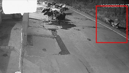 Bhopal News: टाइगर ने गाय पर किया हमला, गायों के झुंड ने टाइगर को खदेड़ा, CCTV VIDEO आया सामने