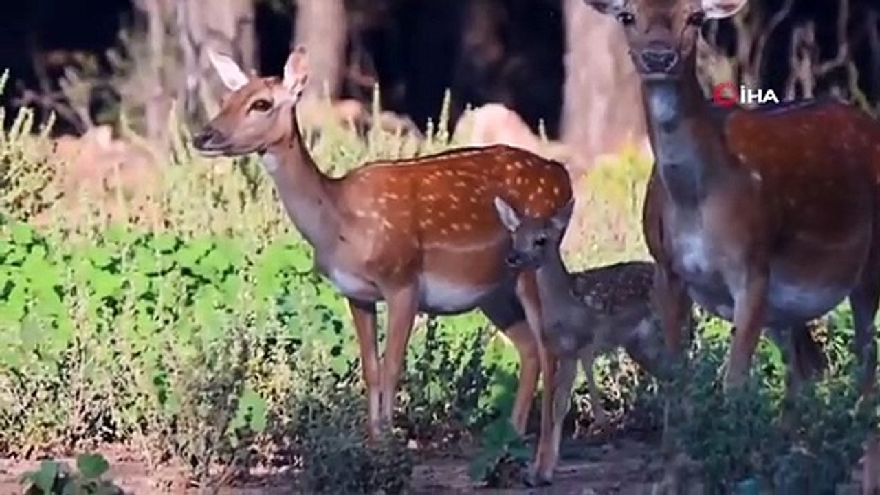 2023 yılının ilk alageyik yavruları görüntülendi