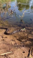 Snake Attempts to Eat Frog