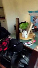 Dirty Doggy Dives Into Duvet