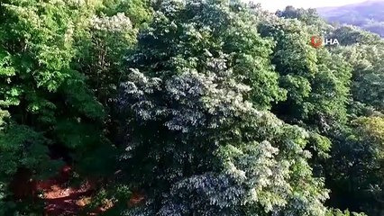 Türkiye'nin en büyük ıhlamur ormanlarında hasat için gün sayılıyor