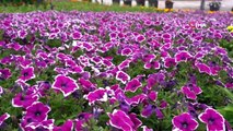 Selçuklu Çiçek Bahçesi 400 bin çiçekle görsel şölen sunuyor