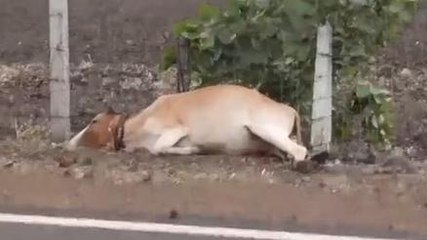 गुना: करंट लगने से गाय की मौत पर भड़के ग्रामीण, बिजली विभाग पर लगे आरोप