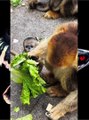Cute monkeys videos | Golden Snub Nosed Monkey