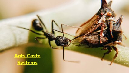 Ants and their Complex Caste Systems