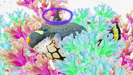 This Is Why Lobsters Hate Triggerfish