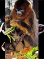 Golden Snub Nosed Monkey | Love all animals