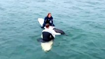 Must See! Baby Seal Climbs Aboard Surfer’s Boards in San Diego