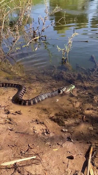 Snake Attempts to Eat Frog