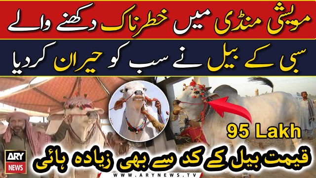 Maweshi Mandi Karachi Mein Sibi Ka Bail Ki Dhoom