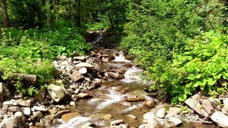 1-Hour Relaxing Video: Serene Rapid Stream Sounds in Forest with Soothing Running Water White Noise [2023] for Sleeping, Relaxing, Meditation