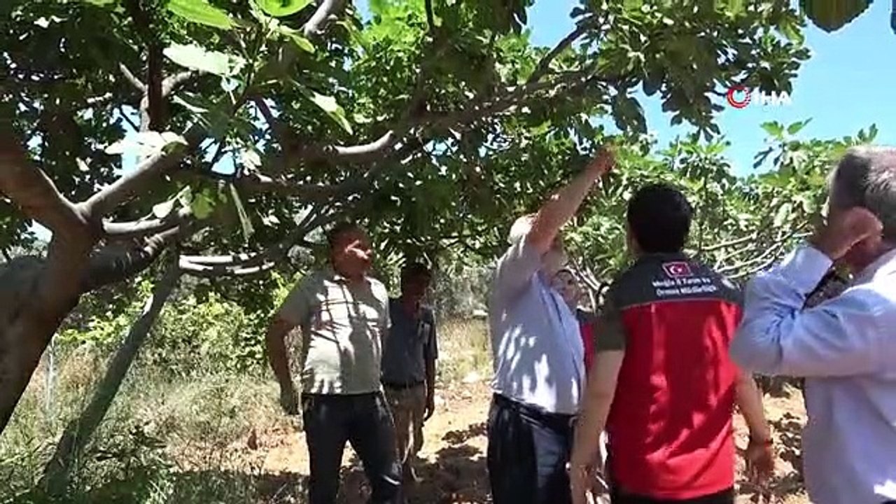 Fethiye'de incir üreticilerine uygulamalı eğitim