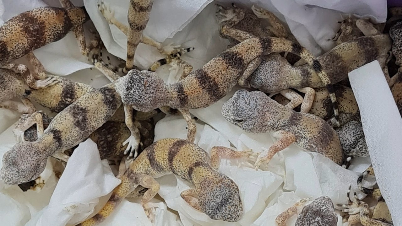 Österreichischer zoll entdeckt 85 geckos in reisegepäck