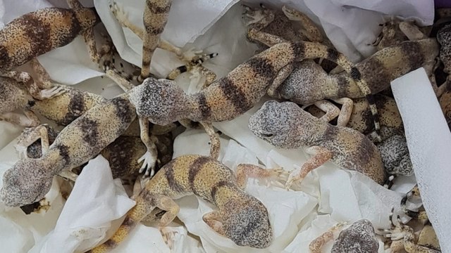 Österreichischer Zoll entdeckt 85 Geckos in Reisegepäck