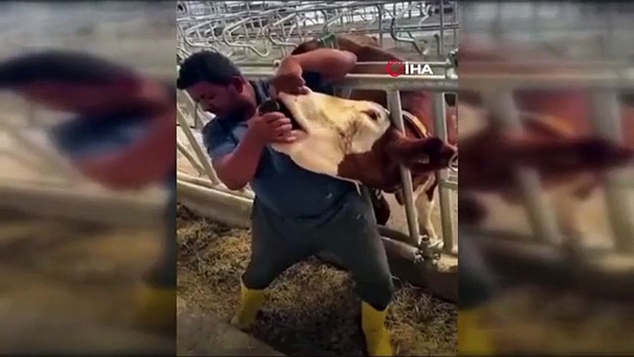 Une personne qui a donné du liquide à une vache dans une bouteille d'alcool a été arrêtée à Mersin