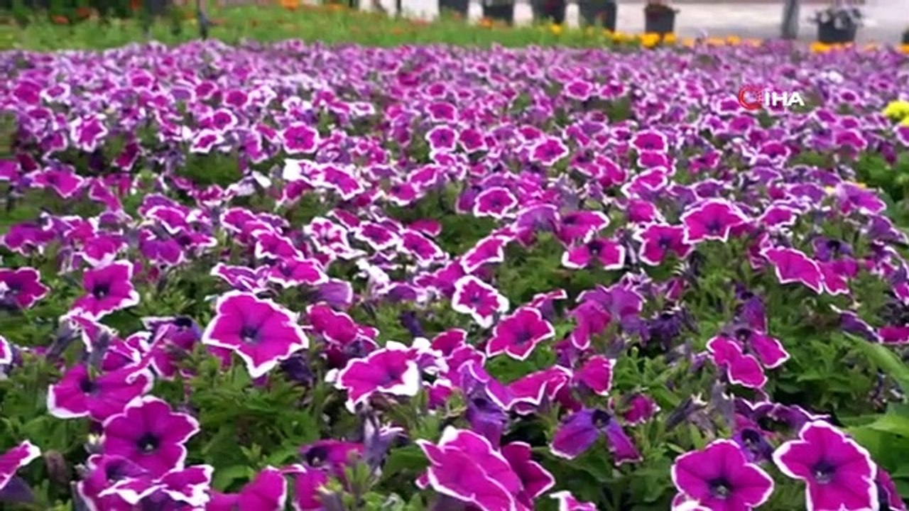 Seljuk Flower Garden offre un festin visuel avec 400 000 fleurs