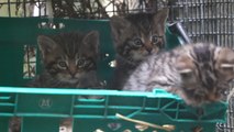 Adorable LITTER Of Newborn Wildcat Kittens!