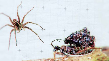 This Is How Animals Turn Into Zombies