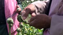 Agricultores afegãos lamentam proibição talibã da papoula