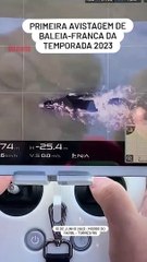 SC registra primeiro avistamento de baleia franca da temporada