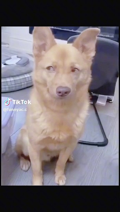 Funnyanimals  funny dogs