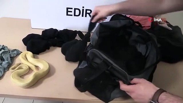 La contrebande de serpents python a fait dire aux gens d'abandonner : 32 serpents python capturés à Kapıkule