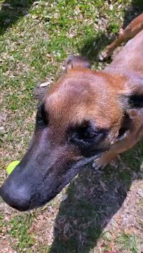 Comment faire claquer des dents à son chien