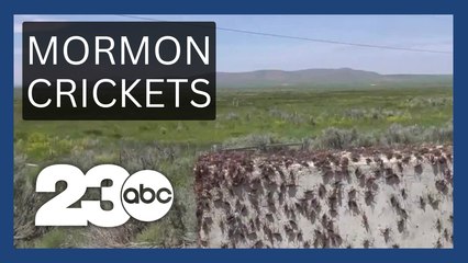 Nevada, Idaho see surge of Mormon Crickets