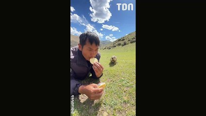 Il se fait voler son goûter par une marmotte