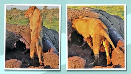 The LIVING Bunker That Saves a Million Hyenas Every Year